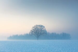 Árvore solitária num campo de inverno enevoado ao amanhecer